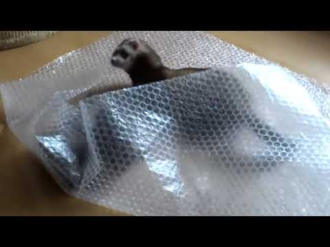 Frettchen Spielen und Toben Teil 2 wilde kleinen Toben, Total süß