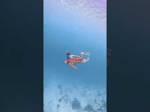 Diving with a Turtle 🐢 #deepbluecoast #oceanexploration #deepocean