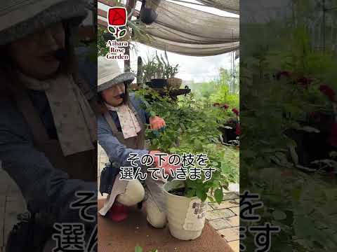 夏にバラの茂みを剪定して開花を促進するにはどうすればよいですか? + ビデオチュートリアル  庭園