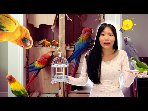 My Parrots forced me to do this | Bug's New Aviary