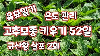 고추 모종키우기 52일 육묘 품종별 육묘 온도 물관리 규산황 살포