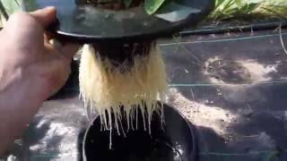 Hydroponics Homemade Growing System | Kratky  Method | Chocolate Bhutlah | Nutrient Test |