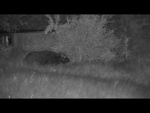 Djuma: Lone African Buffalo walks by - 19:10 - 05/01/20
