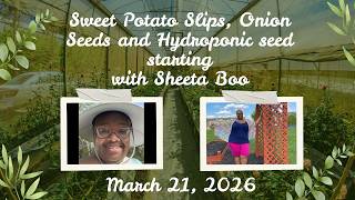Sweet Potato Slips, Onion Seeds,  Hydroponic Seed Starting and Bare Roots with Sheeta Boo