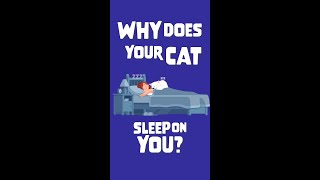 Why Your Cat Sleeps On You #shorts