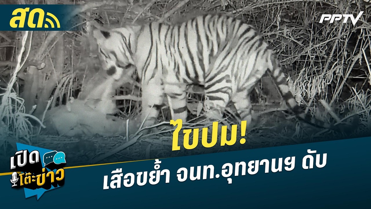🔴 LIVE เปิดโต๊ะข่าว|ไขปม!เสือขย้ำ จนท.อุทยานฯ ดับ| 7 ส.ค.69
