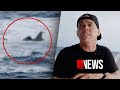 TV star mauled by shark during Jackass stunt