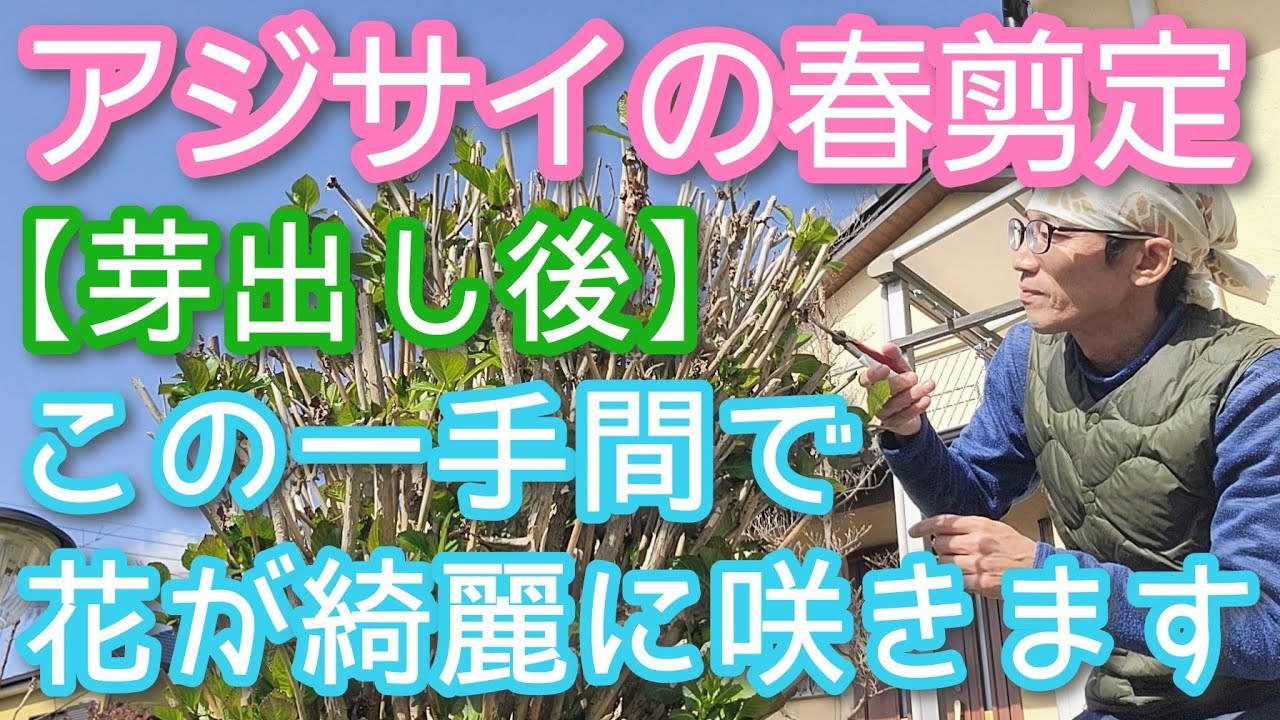 【紫陽花の剪定(春編)】花を楽しむための枝の整理方法(2026年4月)🌱🎶