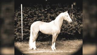 Gemma Hayes - Palomino (Will Pharaoh remix)