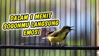 Download lagu PENGGACOR SOGON TROTOL PALING EFEKTIF‼️SOGON TROTOL NGRIWIK COCOK UNTUK PANCINGAN mp3