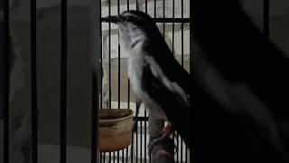 Download lagu pancingan kapasan kemiri || KAPASAN KEMIRI mp3