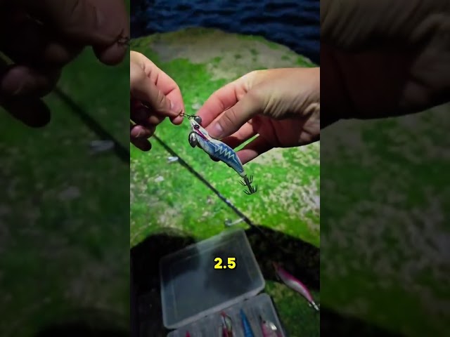 Vídeo relacionado con AKAMI Zebra Stripe Squid Jig - Potera Eging para sepias y calamares | Acción natural, alto atractivo, máxima captura (Violet Shrimp)