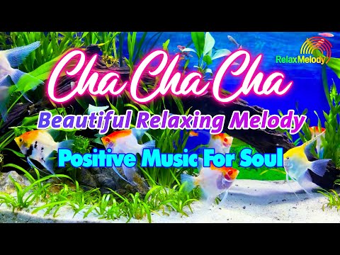 Beautiful Cha Cha Cha Relaxing Instrumental 2024 - Latin Cha Cha Melody, Positive Music For Soul