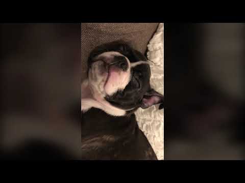 Boston terrier: 12 weeks old Baby Yoda sleeping