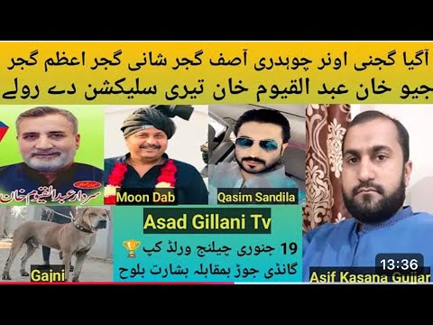 Bully Breed Dog Name Gajni Owner Ch Asif Gujjar P.k Insaaf Group