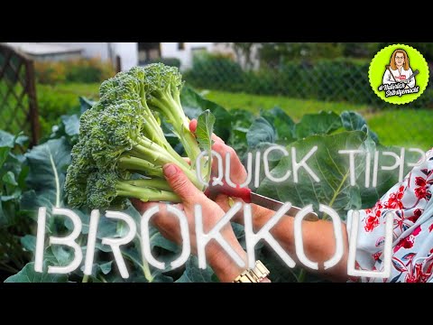 Brokkoli ernten - 2. Ernte - Einfrieren ? Wie?