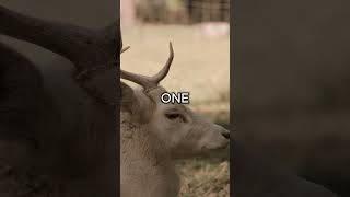 Download lagu One WORLD edit | Shiloh Dynasty - Novocaine | #animals #wildlife #nature #edit mp3