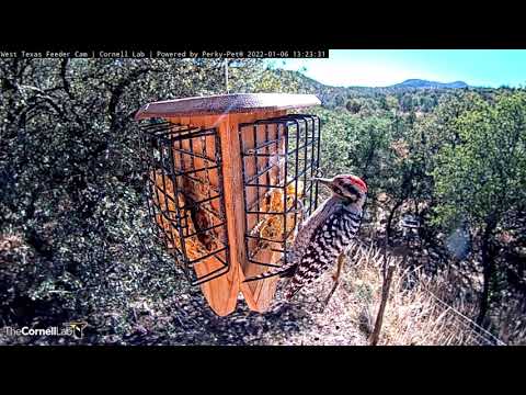 Male Ladder-backed Woodpecker Snacks On Suet In Sunny West Texas – Jan. 6, 2022