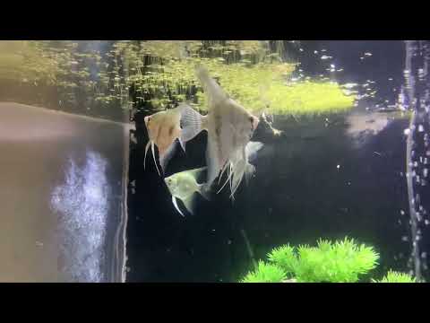 New Angelfish Tank!