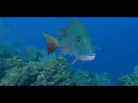 4 Snapper - scuba diving video