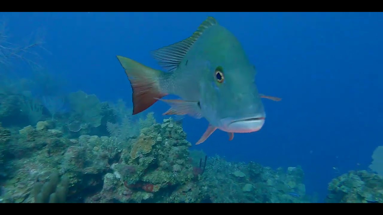 Heavy Body - Large Lips - Caribbean Bass videos, genus and species.