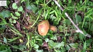 preview picture of video 'Does This Mushroom Have A Name?'