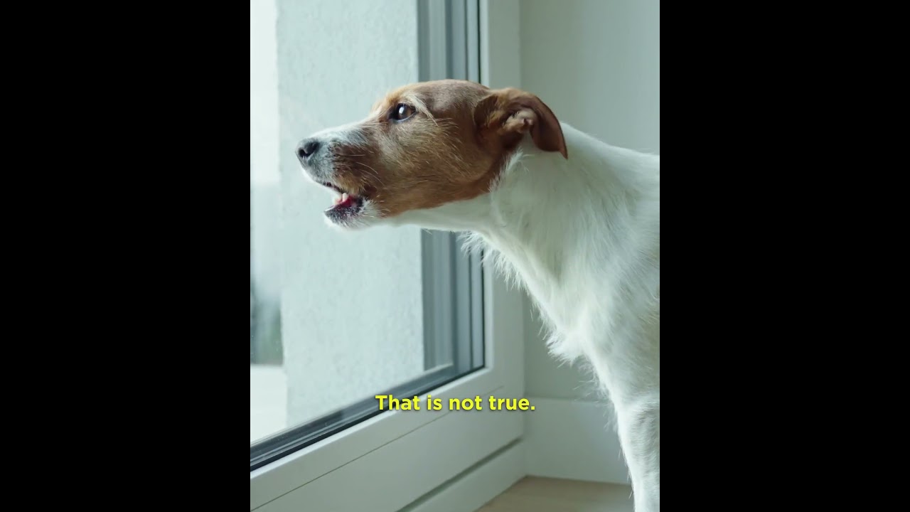 Video preview image for Meet Justine, Your Local Professional Dog Trainer