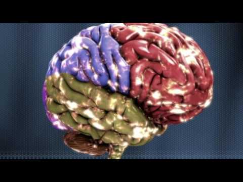 What Is White Matter and Why Does It Matter? - Science Ambassador Scholarship