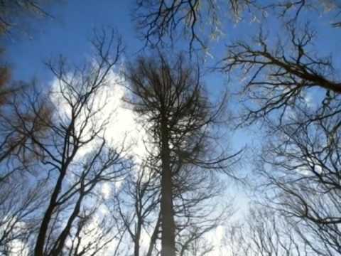 Ozric Tentacles - Toltec Spring (The Forest of Dean is Massive Mash Up)