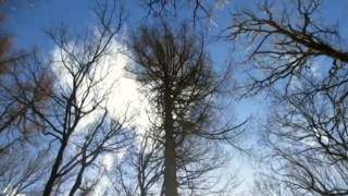 Ozric Tentacles - Toltec Spring (The Forest of Dean is Massive Mash Up)