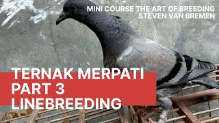 Download lagu Ternak Merpati, Genetics Breeding - LINEBREEDING - Part 3 mp3 Download lagu Ternak Merpati, Genetics Breeding - LINEBREEDING - Part 3 mp3