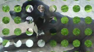 Crazy Love ( Van Morrison ft. Ray Charles)