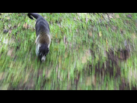Coati Attacks