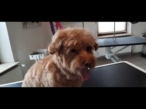 Havaneser  Neyla #grooming