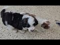 Mini Sheepadoodle dogs for sale: Toffee - Video 1