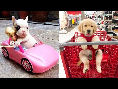Baby Dogs - Cute and Funny Dog Videos Compilation #4 | Aww Animals