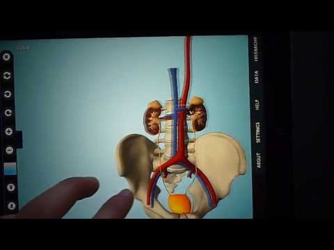 Anatomy 3D - Anatronica Video