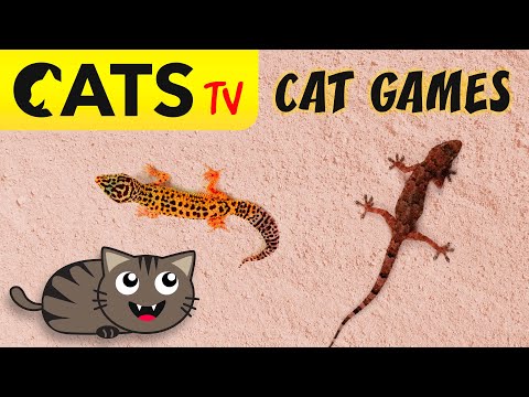 CATS TV - Realistic Lizards 🦎🙀 3D Game for cats & dogs 😻📺 [4K]