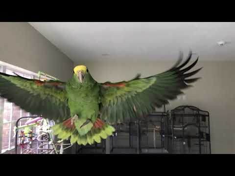 Double Yellow Headed Amazon Recall Training