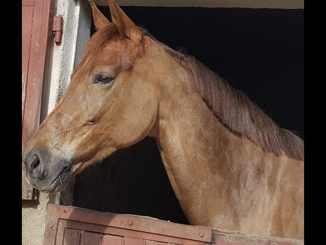 Yegua KWPN Caballo de Deporte Neerland&eacute;s En venta 2016 Alaz&aacute;n tostado