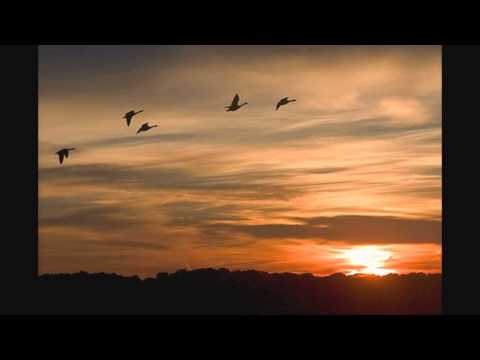 Jirinka Mignonka - Wild gees (Divoké husy)