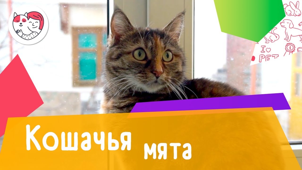 6 популярных вопросов о кошачьей мяте