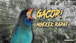 Download lagu Masteran Suara Tengkek Buto Jernih dengan Jeda dan Terapi Suara Air: Paling Dicari dan Mudah Ditiru! mp3
