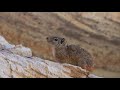 Rock Cavy Kerodon Rupestris Mocó