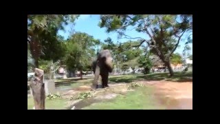 preview picture of video 'Elephant at Dondra temple, Sri Lanka'