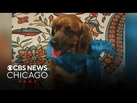PAWS Chicago fur ball, iguanas in cold | What Caught My Eye - YouTube