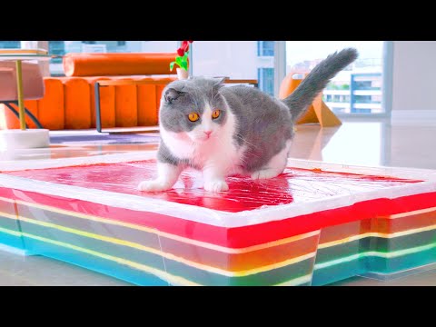 Can Cats Walk On Jello?