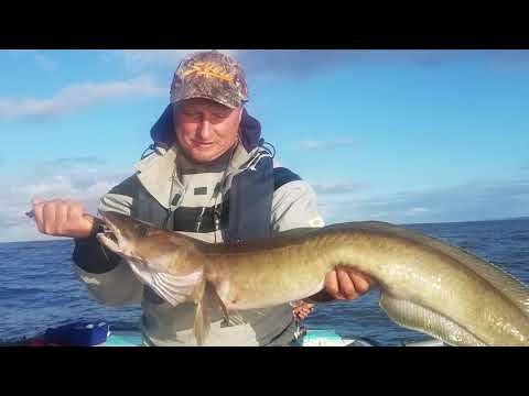 Angeln in Südnorwegen fischen auf große Leng, Pollack und Dorsch der Süden ruft