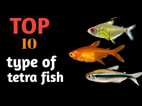 Top 10 Types of Tetra Fish for Aquarium | Best Colorful Tetra Fish for Beginners