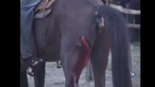 The Bull that Killed One Hundred Horses